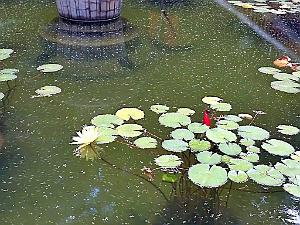 Kunming - Universite du Yunnan (8)